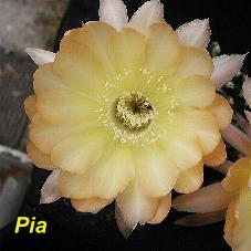 EP-H. Pia.4.7.jpg 